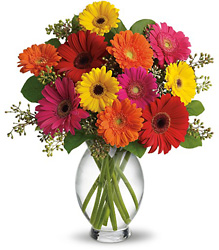 Teleflora's Gerbera Brights from Olney's Flowers of Rome in Rome, NY